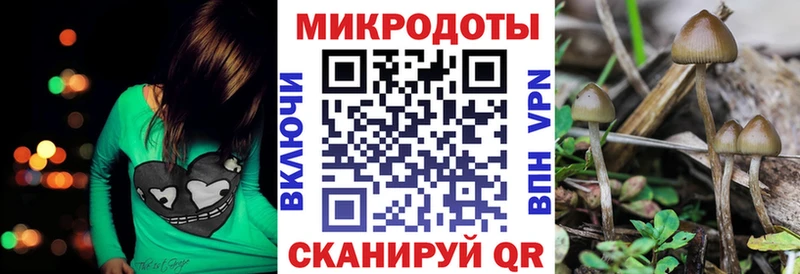 как найти   Малгобек  Псилоцибиновые грибы Psilocybe 